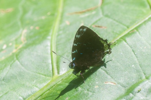 Jet Blackstreak at Maquipucuna